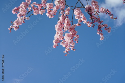 Prunus serrulata Kanzan in voller Blüte zur Osterzeit und bei blauem Himmel mit Freiraum für Text und Layout