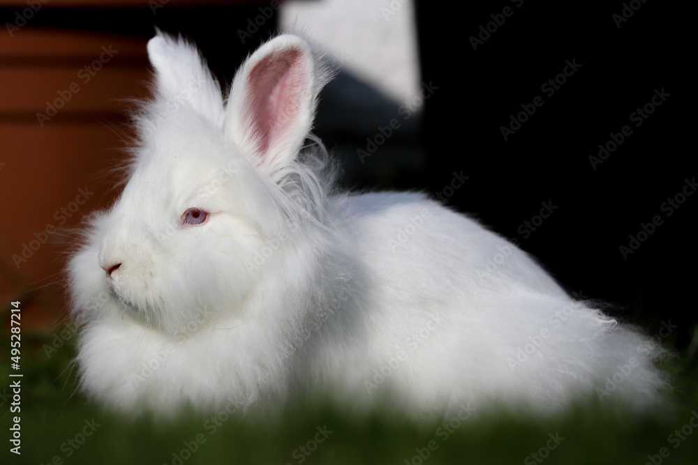 A Lionhead white rabbit with blue eyes lying on the grass A Lionhead white rabbit with blue eyes lying on the grass