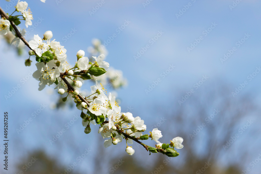 Branches of a blossoming tree against the sky. Cherry plum flowers.