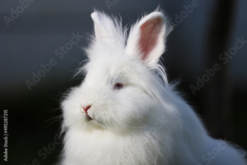 Close up portrait of a Lionhead white rabbit with blue eyes