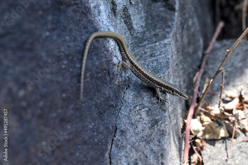 Beautiful lizard (Podarcis muralis) sitting on a stone in the mountains in Kärnten, Austria. 