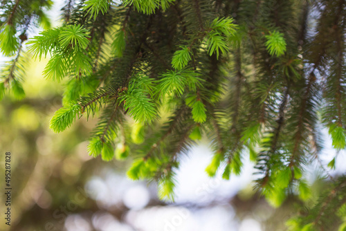 Spruce branches with young sprouts in the park. Ecological concept.