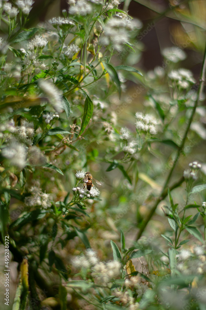 Obraz premium Flores de Hatschbachiella tweedieana y abeja, Buenos Aires, Argentina