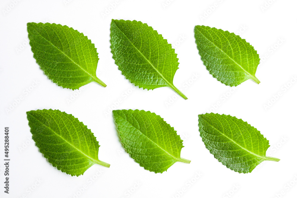 Sprig leaves of fresh mint on white background. Green peppermint for cooking and decorating dishes. Sprig leaves of fresh mint on white background. Green peppermint for cooking and decorating dishes.