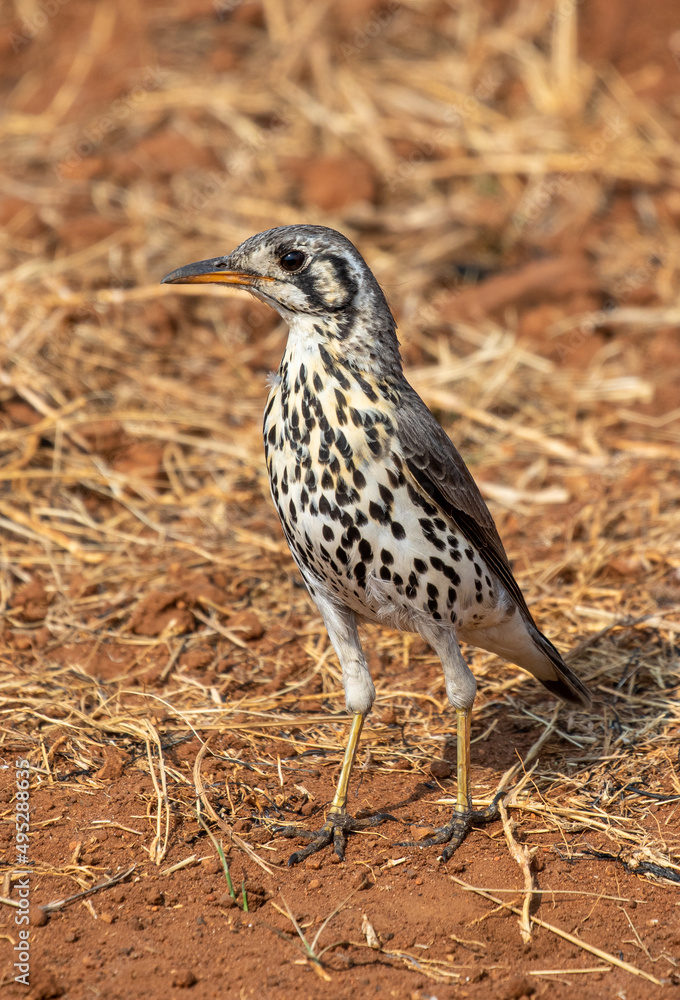 Obraz premium Groundscraper Thrush, Kruger National Park