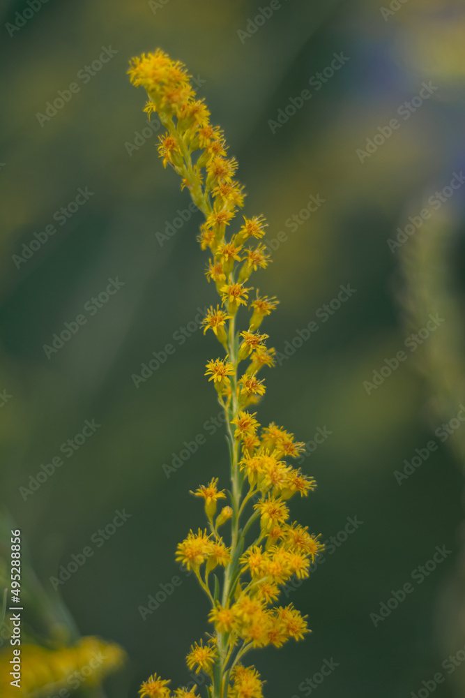 Flores de Solidago chilensis fondo desenfocado, Buenos Aires, Argentina Flores de Solidago chilensis fondo desenfocado, Buenos Aires, Argentina