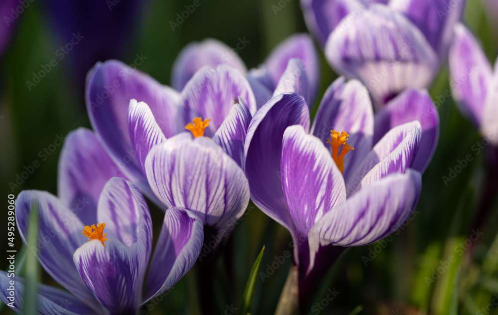 Close-up of purple flowering crocus with yellow pollen, in the meadow, in spring Close-up of purple flowering crocus with yellow pollen, in the meadow, in spring