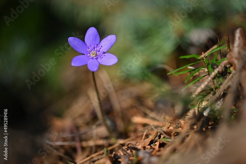 Spring flower. Beautiful purple plant in the forest. Colorful natural background.  Hepatica nobilis 