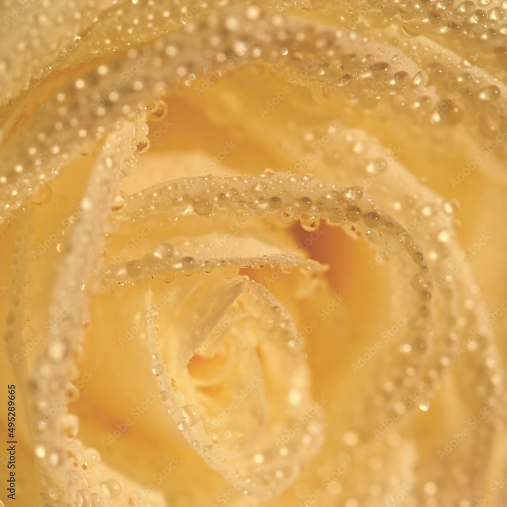 Fototapeta premium Beautiful blooming flower in spring time. White rose with dew drops. Close up macro shot.