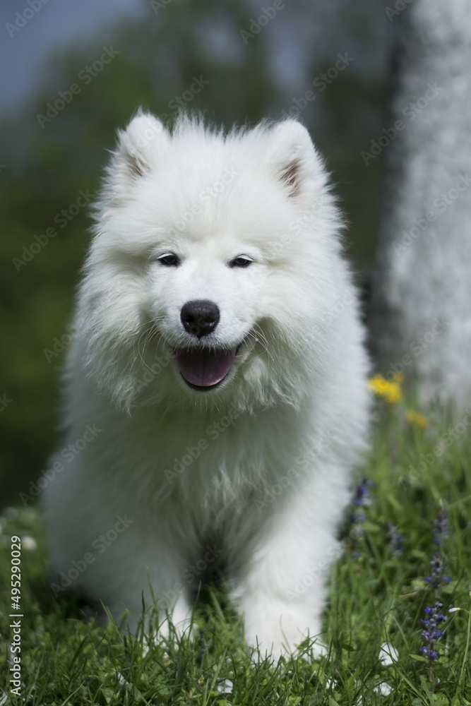 Samoyed, Siberian dog. In nature, secluded by the forest. Dog - Man's best friend.
