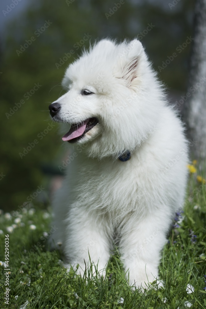 Samoyed, Siberian dog. In nature, secluded by the forest. Dog - Man's best friend. Samoyed, Siberian dog. In nature, secluded by the forest. Dog - Man's best friend.