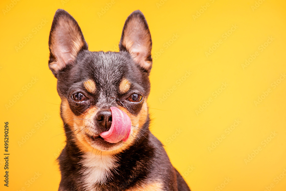 Chihuahua dog tricolor on a yellow background. Pedigree dog portrait. Chihuahua dog tricolor on a yellow background. Pedigree dog portrait.