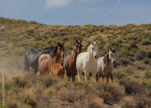 Fototapeta Naklejka Na Ścianę i Meble -  Herd of horses walking through the sagebrush in Sand Wash Basin of Northern Colorado