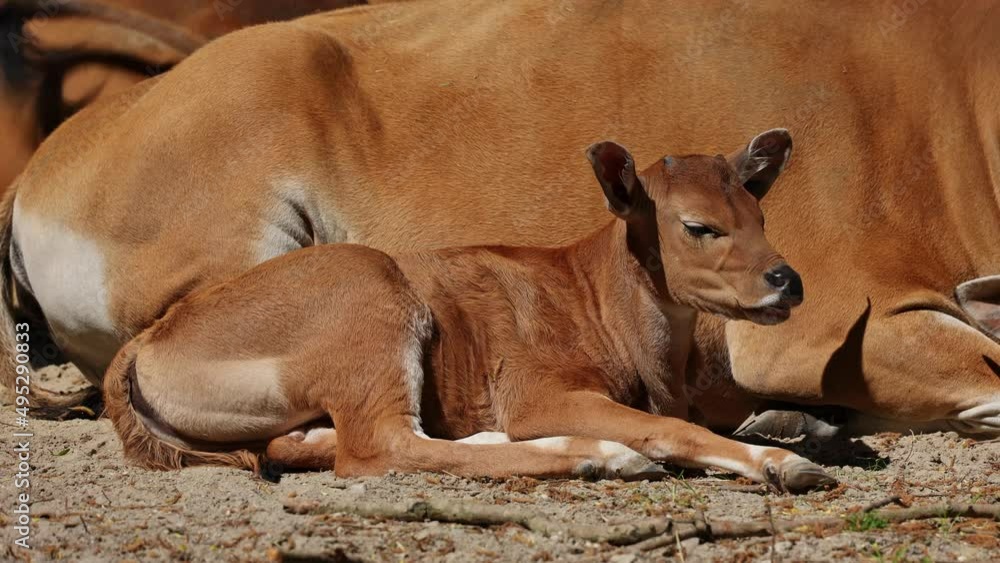 Young baby Banteng, Bos javanicus or Red Bull. It is a type of wild cattle But there are key characteristics that are different from cattle and bison: a white band bottom in both males and females. Young baby Banteng, Bos javanicus or Red Bull. It is a type of wild cattle But there are key characteristics that are different from cattle and bison: a white band bottom in both males and females.