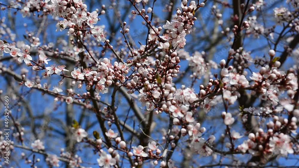 the wind moves the flowers and the buds that must bloom the wind moves the flowers and the buds that must bloom
