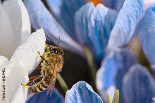 Honey bee in the crocus flowers. Honey bee gathering pollen. Honey bee in the flower. Macro honey bee. Insect in the flower. Crocus flower in full bloom