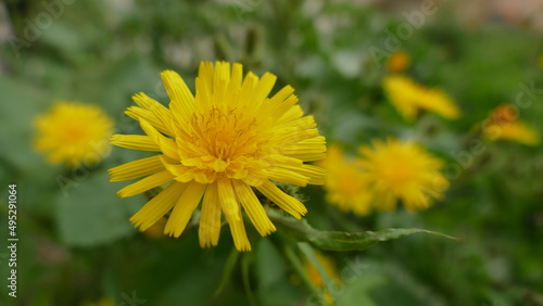 Margherita selvatica