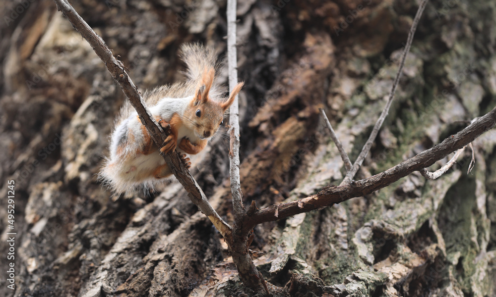 funny squirrel on a tree branch