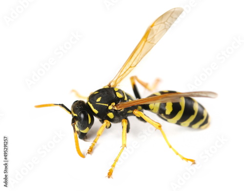 European paper wasp, (Polistes dominula) isolated on white 