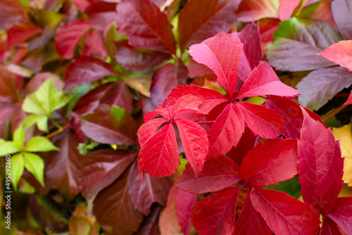 red leaves climbing plant nature spring botanical