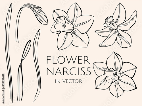 Blooming daffodils in vector. Set of contour illustrations..