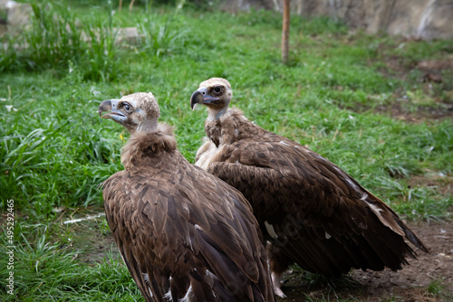 Two Griffon Vultures. Gyps fulvus. Big bird on a background of green grass. Portrait. Wildlife  Africa.