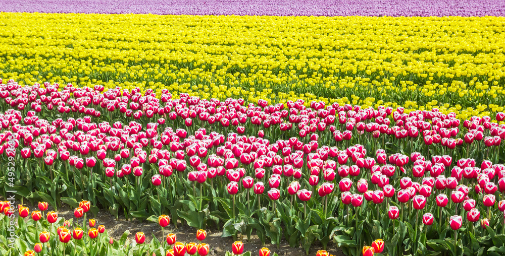 Rows of colorful red and yellow tulips in Noordoostpolder, Netherlands