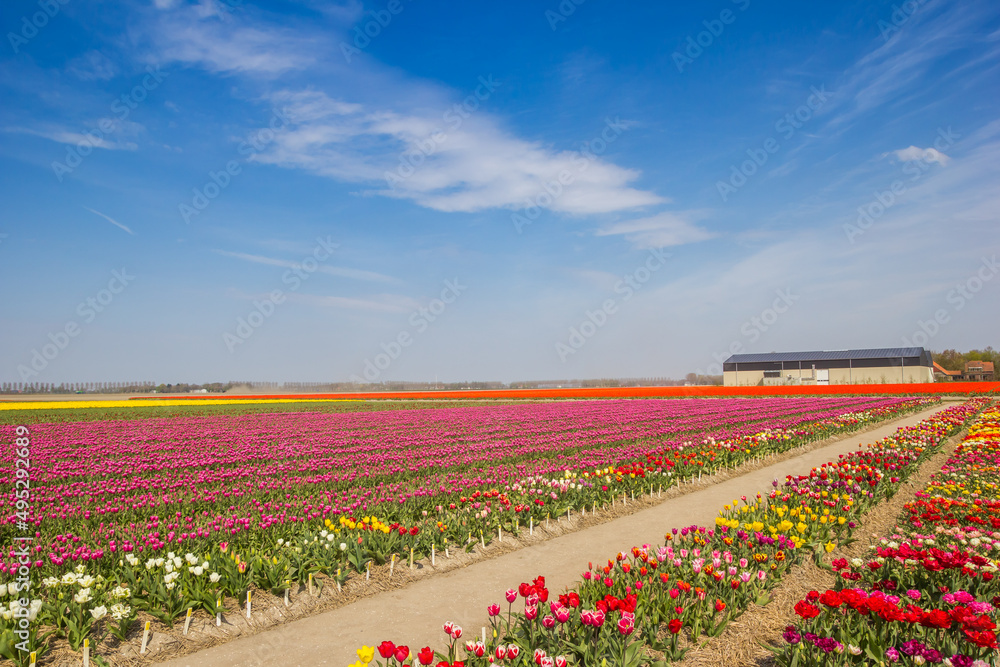Many different tulips in the springtime in the field, Netherlands