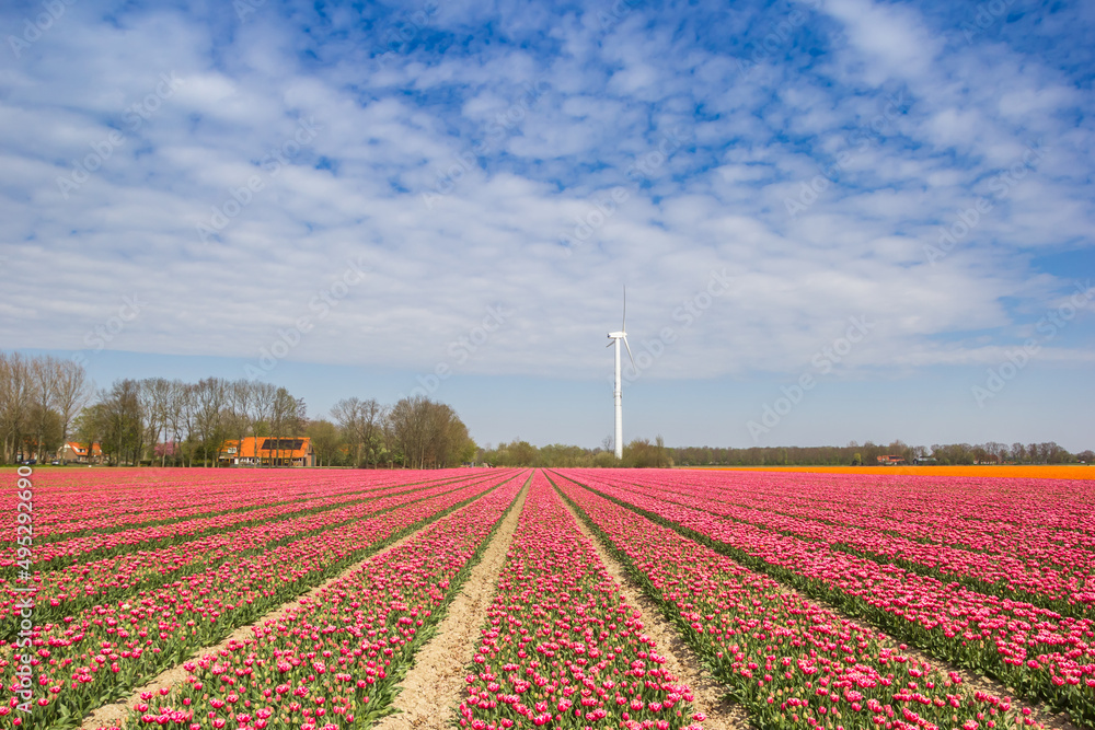 Red and white tulips in front of a wind turbine in Noordoostpolder, Netherlands