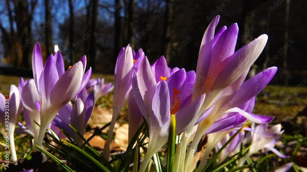 Crocus flowers in the park. Shooting macro. Crocus flowers in the park. Shooting macro.