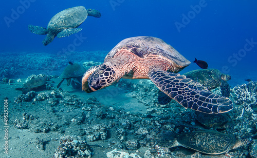 Fototapeta Naklejka Na Ścianę i Meble -  sea turtles