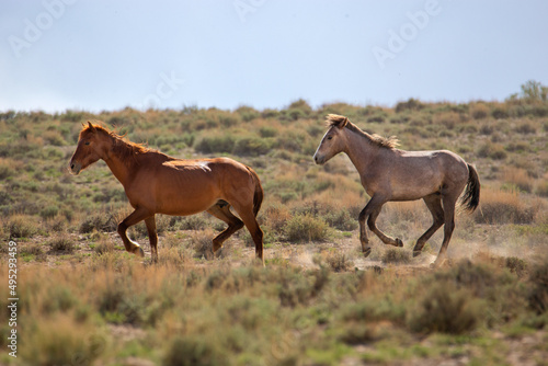 Mare and a Yearling running through the sagebrush in Colorado