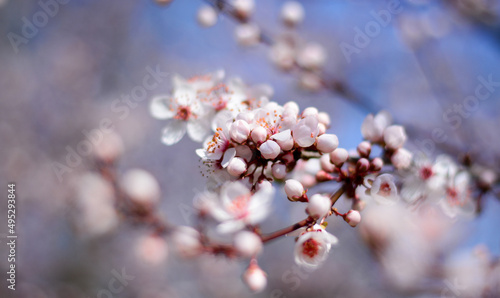 Photography a branch in bloom for the coming Easter