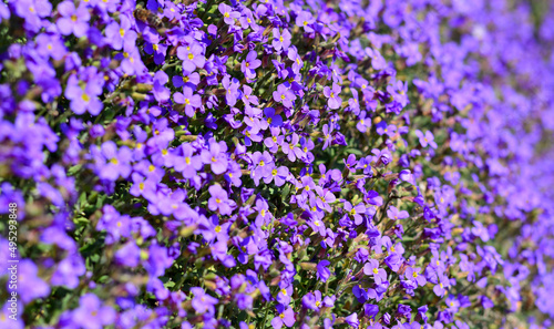a beautiful purple bloom in spring