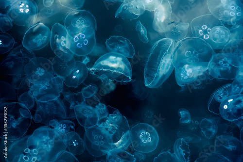 Many small jellyfish Aurelia aurita in Black sea. Crimea