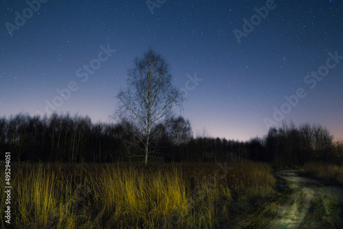 Fototapeta Naklejka Na Ścianę i Meble -  Brzoza nocą