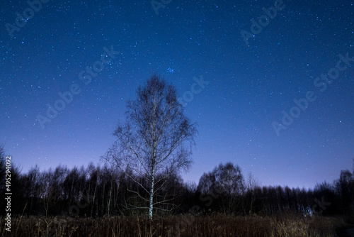 Fototapeta Naklejka Na Ścianę i Meble -  Nocna brzoza
