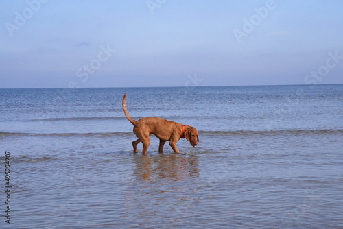 Water games at the Baltic Sea with a Magyar Vizsla. photo