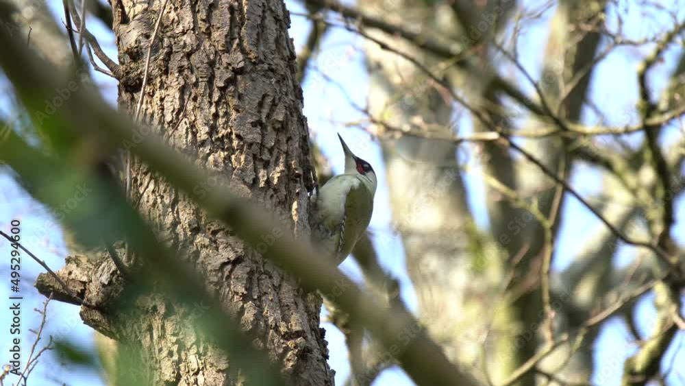 a green woodpecker (Picus Viridis) perched high on the side of a tree a green woodpecker (Picus Viridis) perched high on the side of a tree