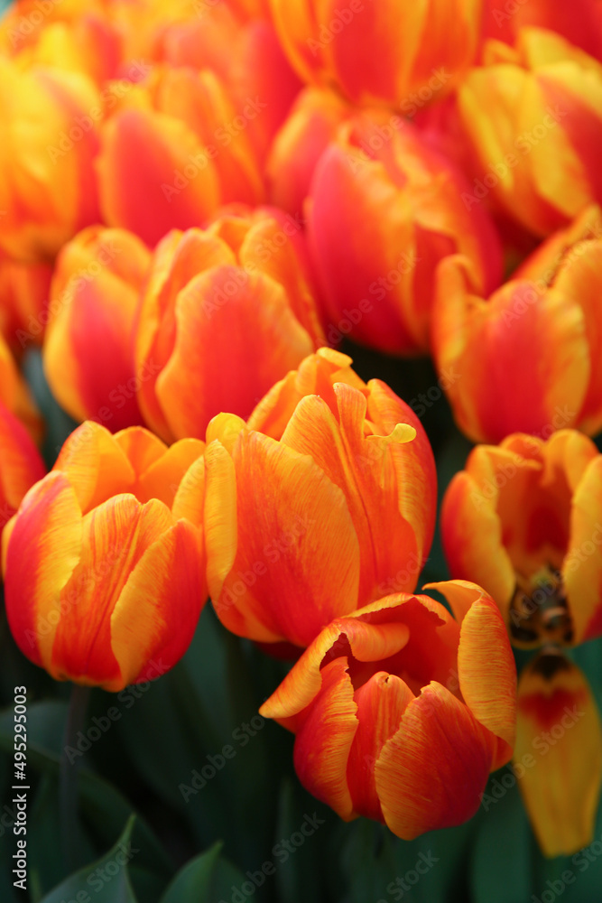 yellow-red tulips in the garden, blurred floral background yellow-red tulips in the garden, blurred floral background