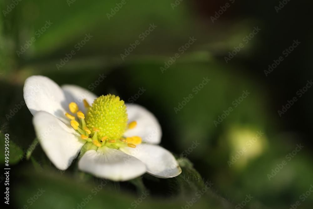 Flower of wild strawberry - Fragaria vesca - Rosaceae