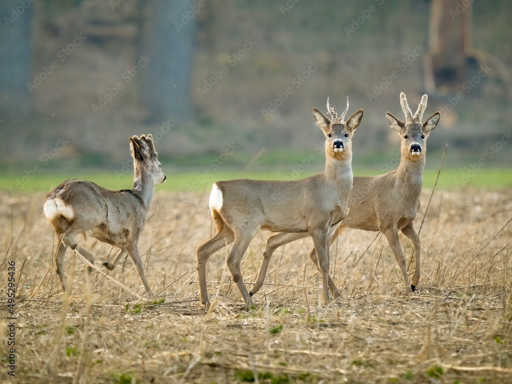 two deer in the grass