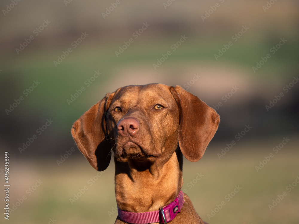 A ungarian magyar vizsla dog closeup in jena