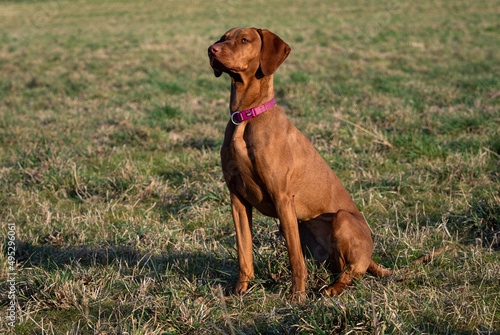 A ungarian magyar vizsla dog closeup in jena