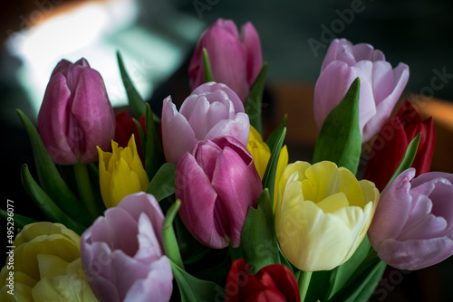 tulipany © dusiowa