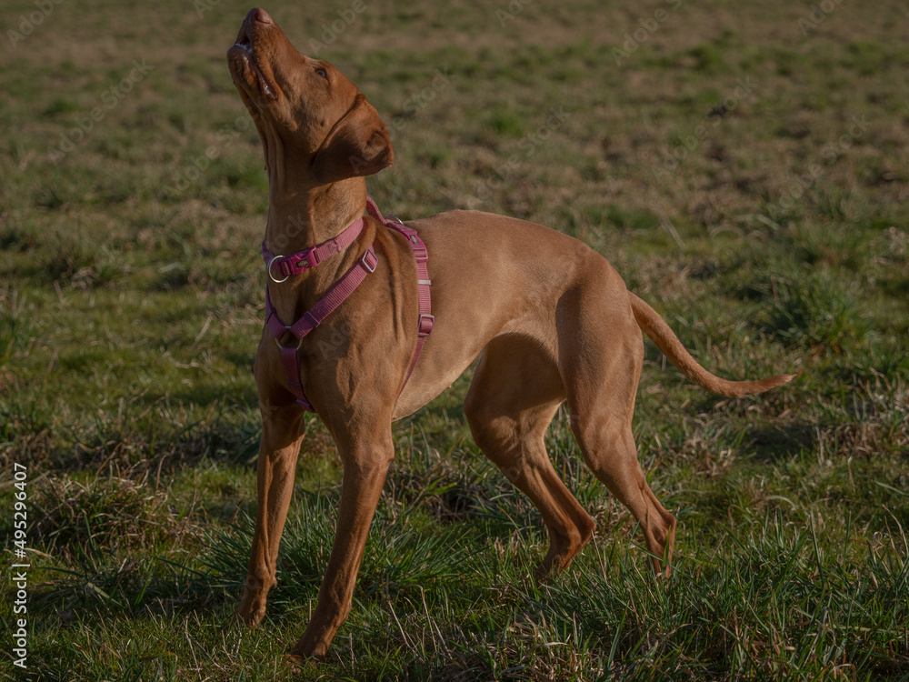 A ungarian magyar vizsla dog closeup in jena A ungarian magyar vizsla dog closeup in jena