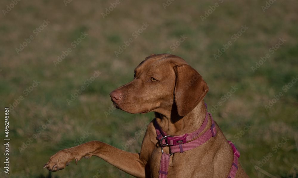 A ungarian magyar vizsla dog closeup in jena