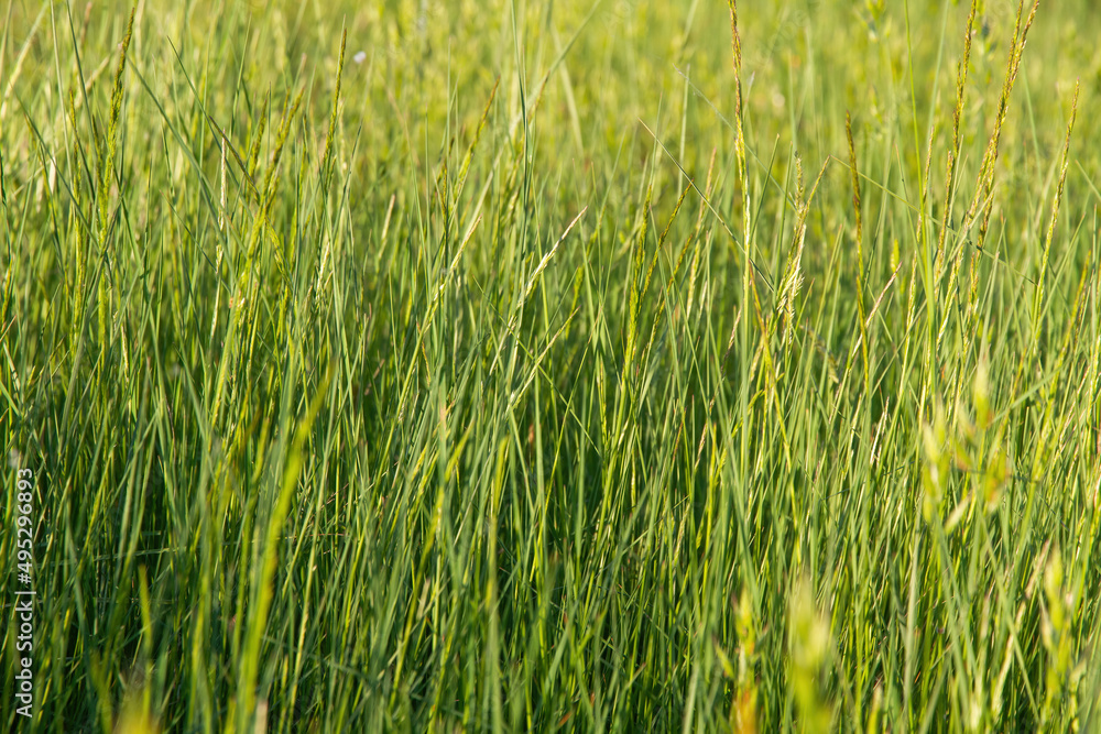 Detail of fresh green grass in spring Detail of fresh green grass in spring