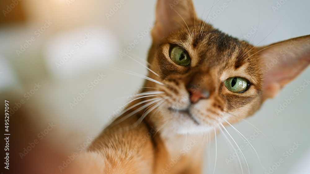 Hungry abyssinian cat with green eyes looking and waiting for food