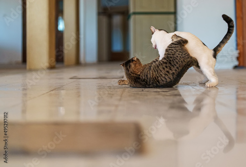 Photography Two stray cats are fighting on the street.